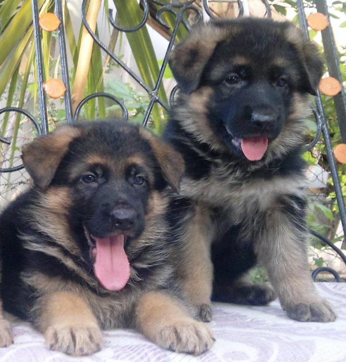 Image of GERMAN SHEPHERD posted on 2022-08-22 04:07:05 from pune